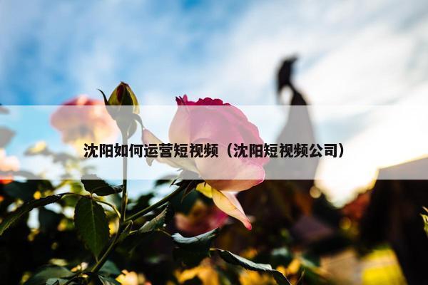 沈阳如何运营短视频（沈阳短视频公司）